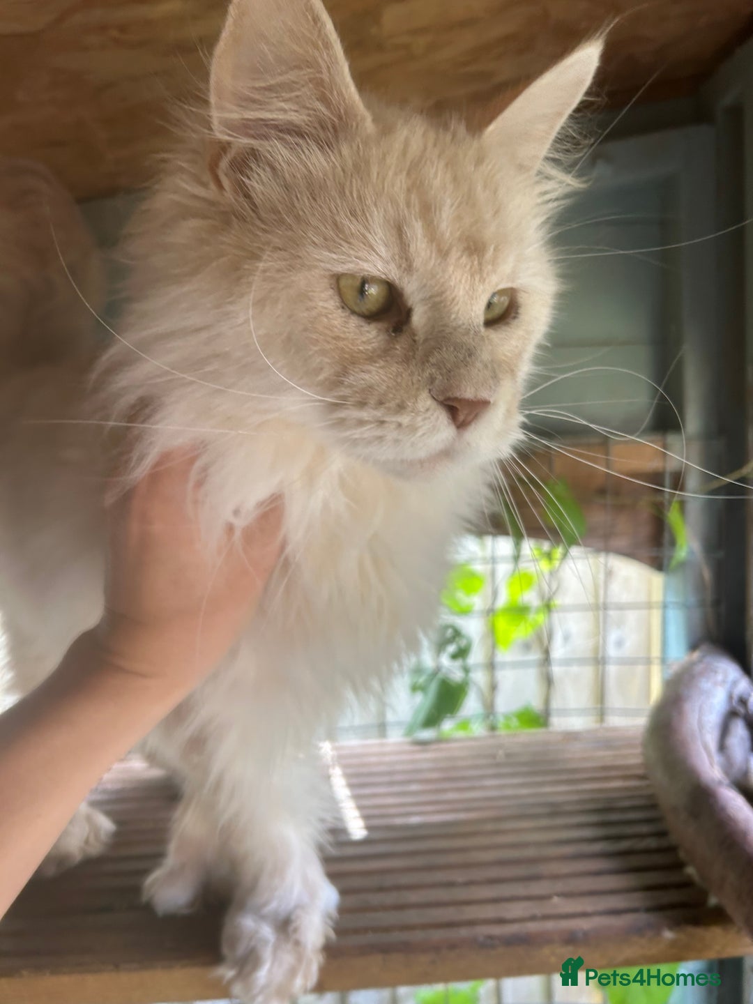 Maine Coon cats for sale: 5 tica registered mainecoon kittens  - Image 16