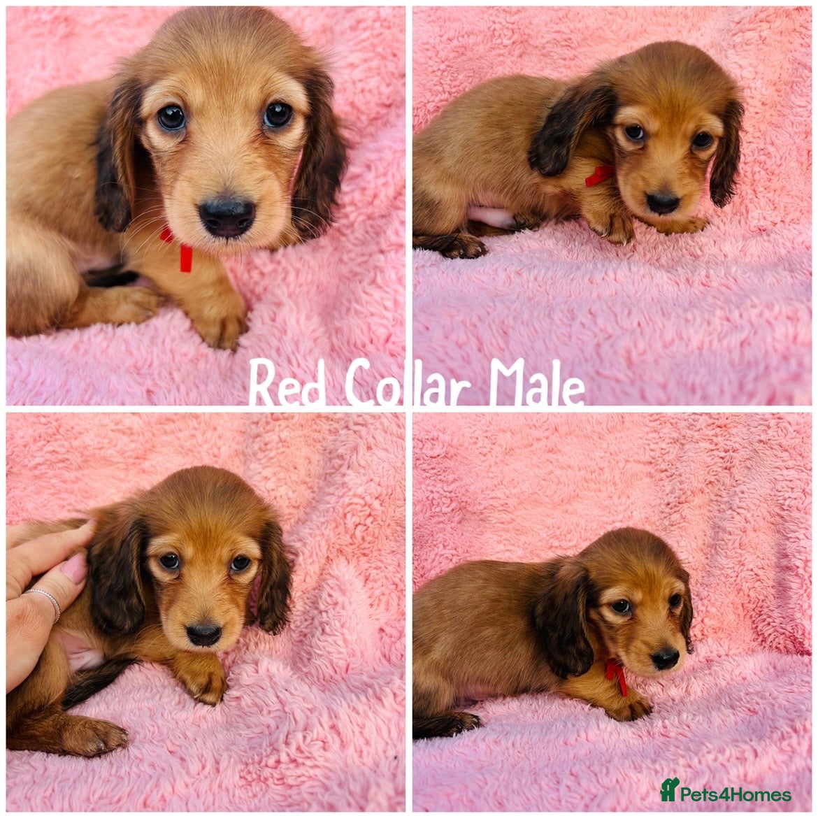 Miniature Dachshund dogs Beautiful KC reg long haired red male  - Advert 15