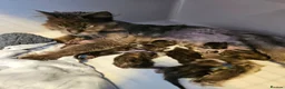 Maine Coon cats for sale: 6 pedigree Mainecoon kittens  - Advert 2