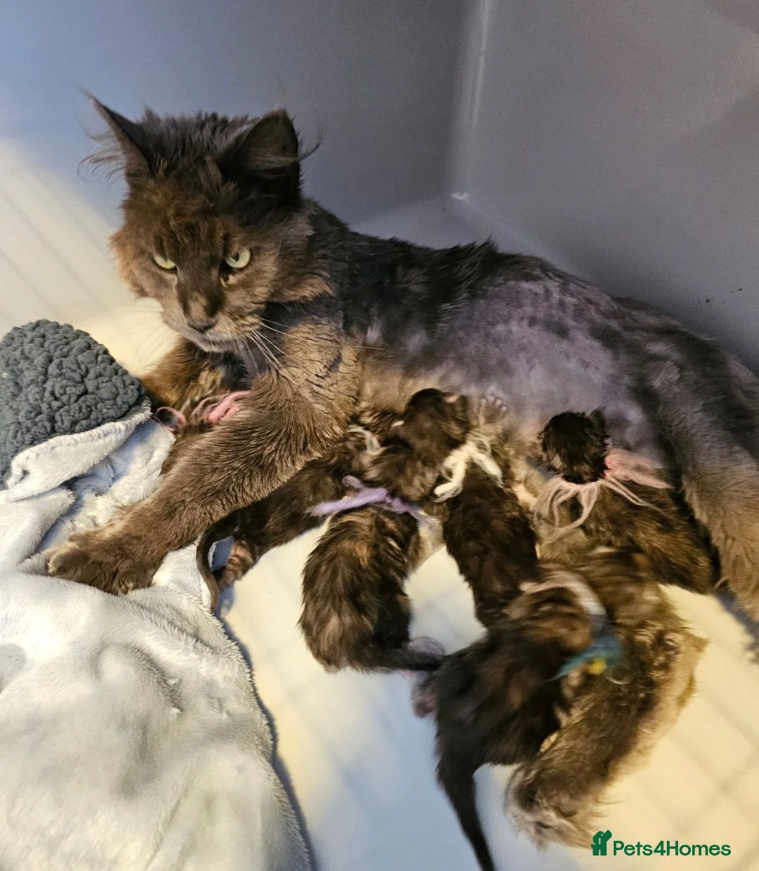 Maine Coon cats for sale: 6 pedigree Mainecoon kittens  - Advert 2