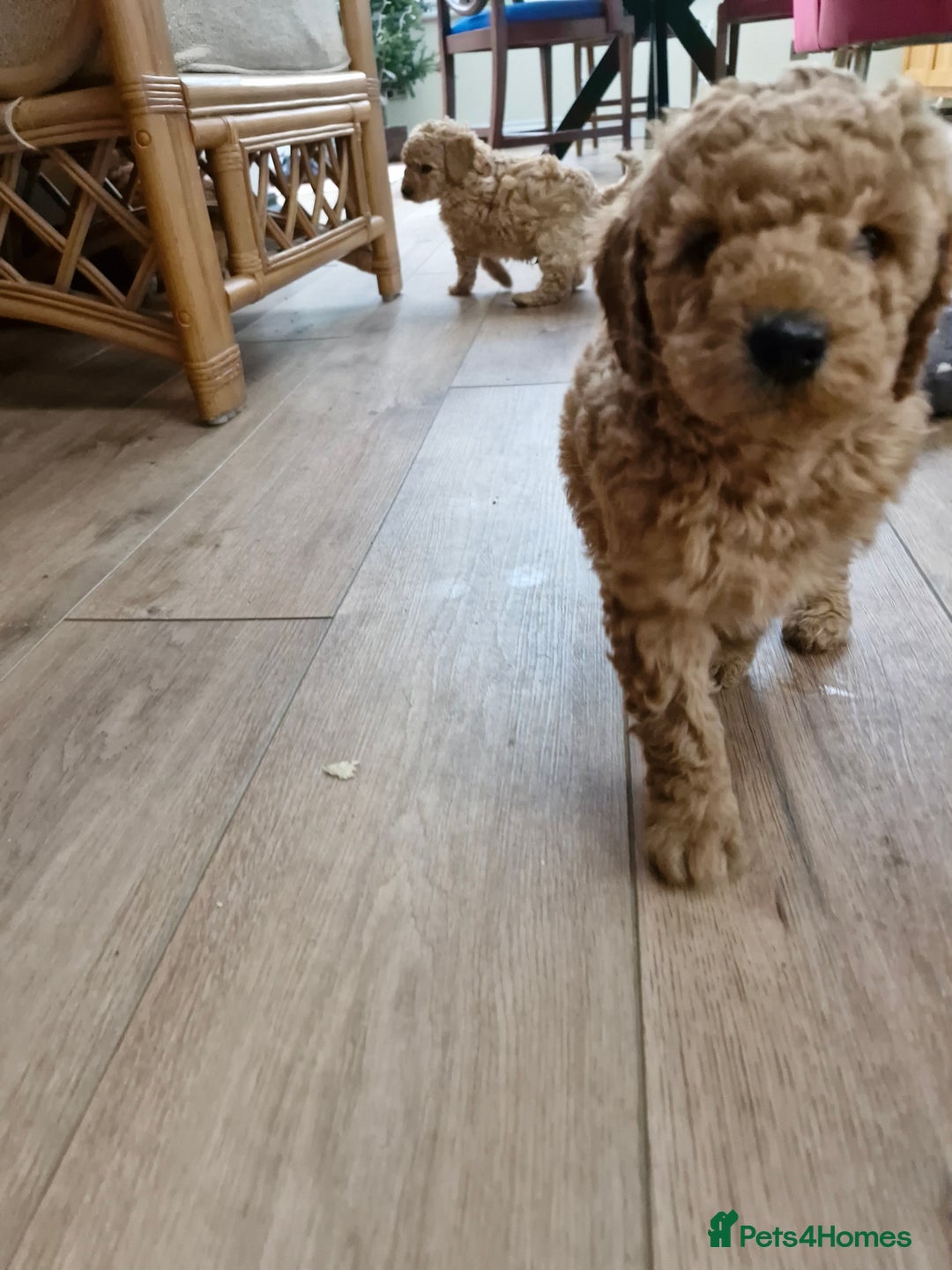 Miniature Poodle dogs for sale: Outstanding Show Quality MInature Poodles - Advert 22