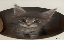 Maine Coon cats for sale: GCCF registered Maine Coon kittens  - Image 6