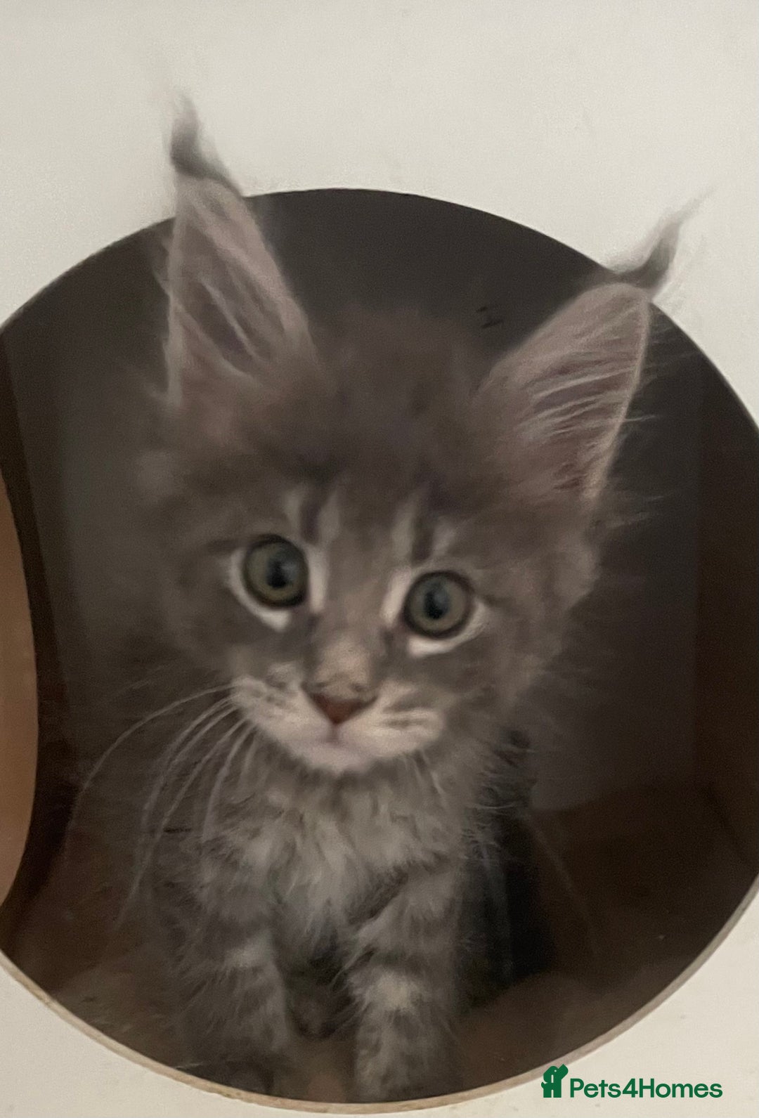 Maine Coon cats for sale: GCCF registered Maine Coon kittens  - Image 6