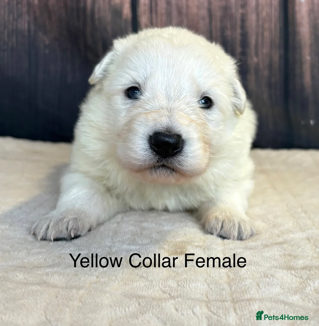 Mixed Breed dogs for sale: KC White Swiss Shepherd X KC German Shepherd Pups - Advert 10