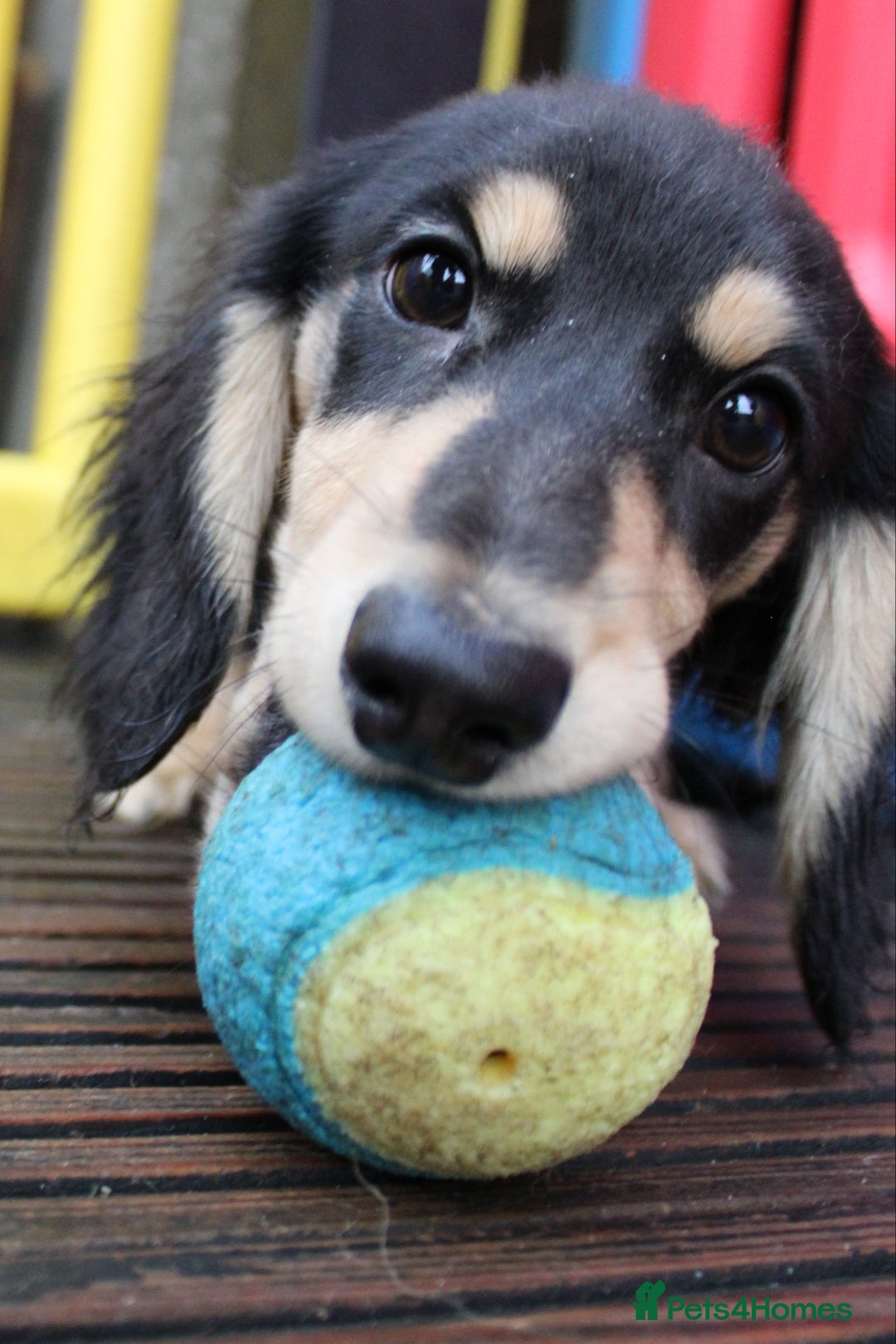 Miniature Dachshund dogs for sale: Long hair  - Advert 12