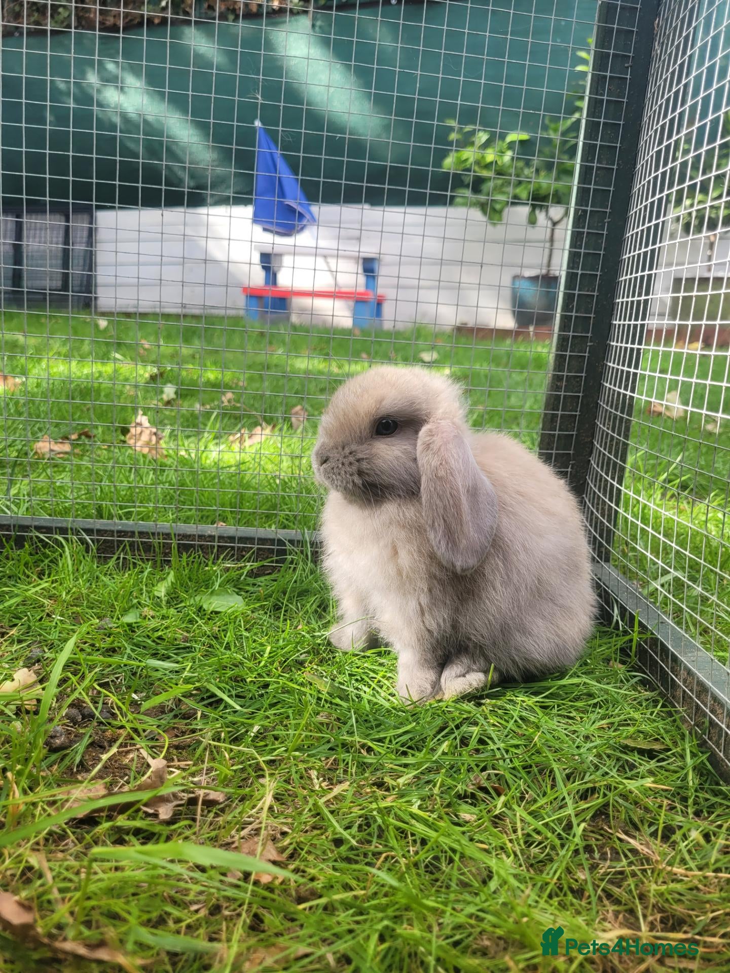 Mini Lop rabbits Mini lop bunny's 🐰 1 left - Advert 2