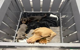 Miniature Dachshund dogs for sale: 2 stunning miniature dachshund puppy’s  - Image 40