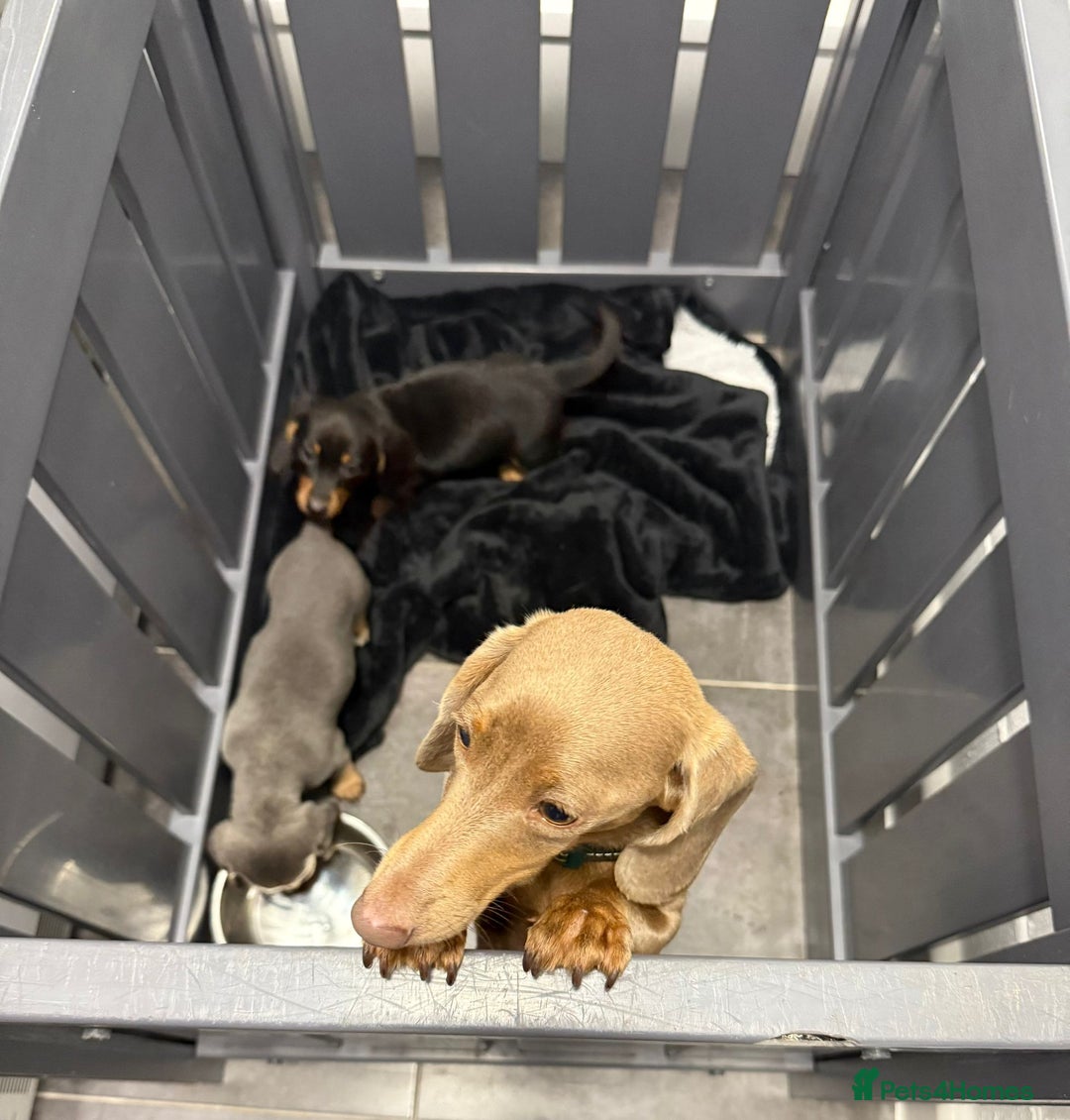 Miniature Dachshund dogs for sale: 2 stunning miniature dachshund puppy’s  - Image 40