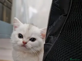 British Shorthair cats Reduced BritishShorthair🐾 Kittens🐾 - Advert 6