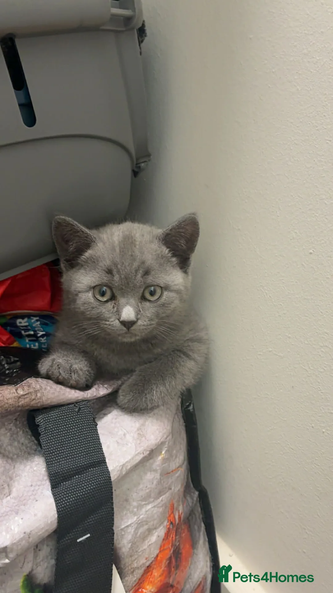 British Shorthair cats for sale: X2 British short haired  - Advert 2