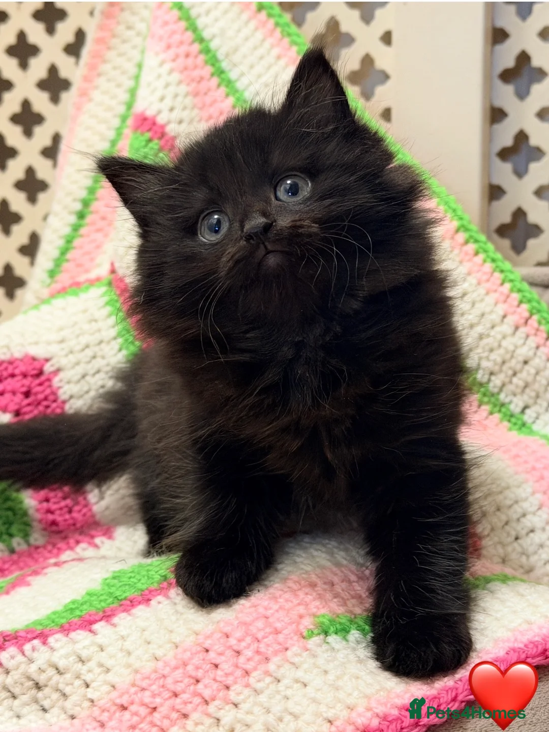 Mixed Breed cats for sale: 💖 MAINE COON X RAGDOLL *PARENTS HEALTH TESTED* 💖 - Advert 21