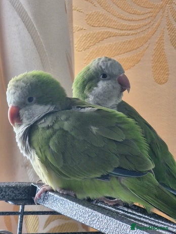 Parrots birds - Advert 10