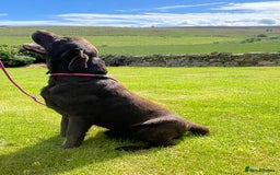 Labrador Retriever dogs for sale: Beautiful black and chocolate pups  - Image 12