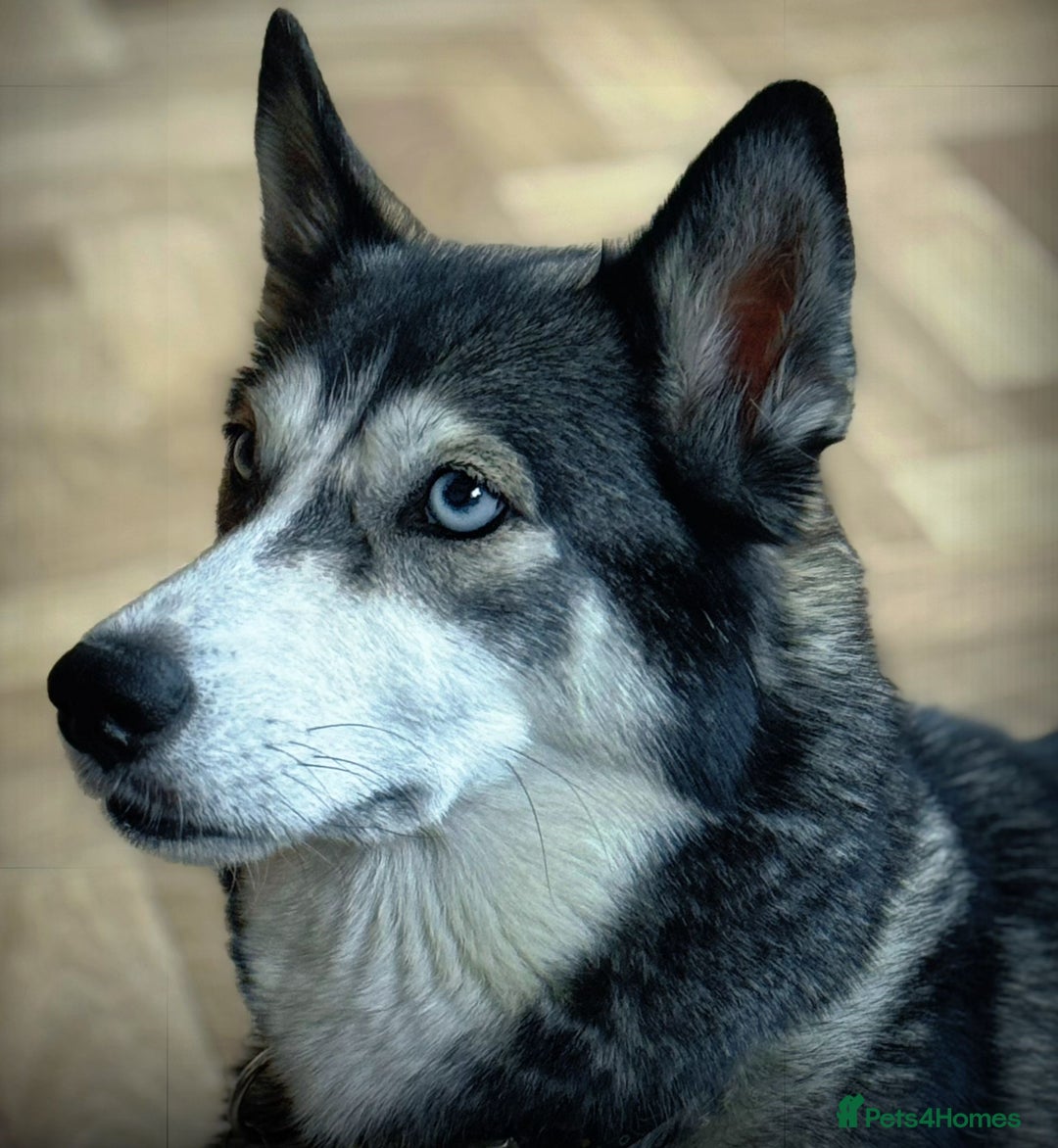 Mixed Breed dogs for sale: Labrador Cross Husky Girls  - Image 13
