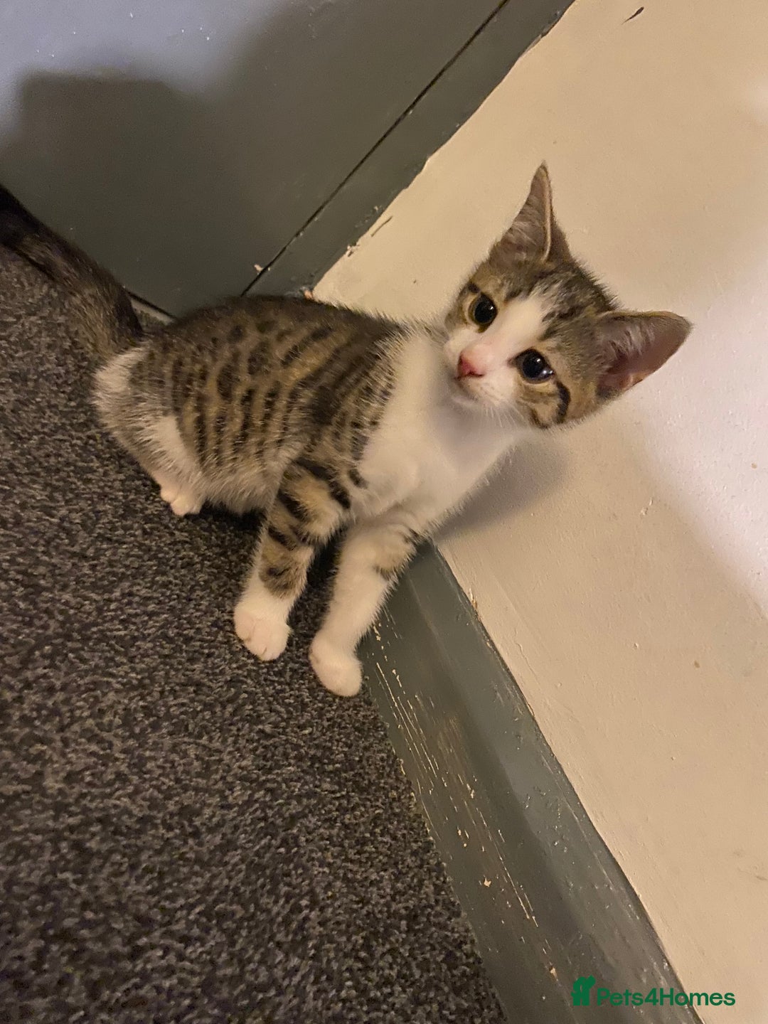 Mixed Breed cats for sale: 10 weeks old kittens ready to leave  - Image 18