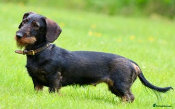 Dachshund dogs for sale: Wire haired Teckel puppies  - Advert 14