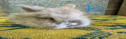 Lionhead rabbits for sale: Lionhead Rabbits For Sale  - Advert 8
