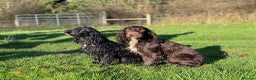 Cocker Spaniel dogs for stud: working cocker for stud - proven - Health tested.  in Plymouth - Advert 1