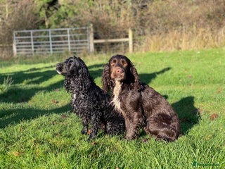 Cocker Spaniel dogs in Plymouth - Advert 4
