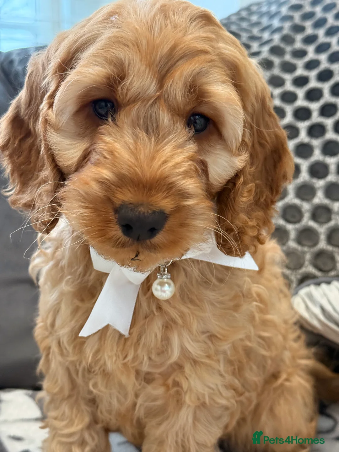 Cockapoo dogs for sale: F1 cockapoo puppies in Hamilton - Advert 4