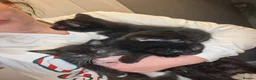 Mixed Breed cats for sale: Beautiful friendly Kittens in Peterlee - Advert 5