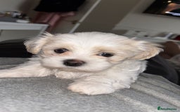 Malshi dogs for sale: Adorable Korean Maltese x Malshi puppies  - Advert 11