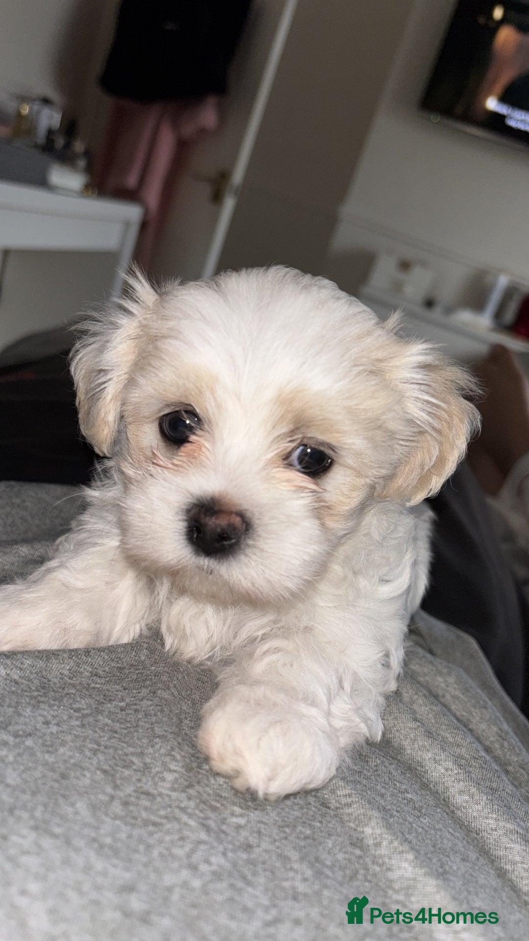 Malshi dogs for sale: Adorable Korean Maltese x Malshi puppies  - Advert 11
