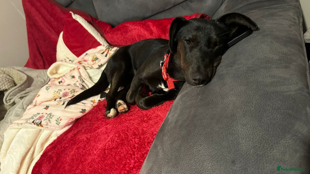 Dachshund dogs for adoption: Cute Lolita looking for LOVE  - Advert 4