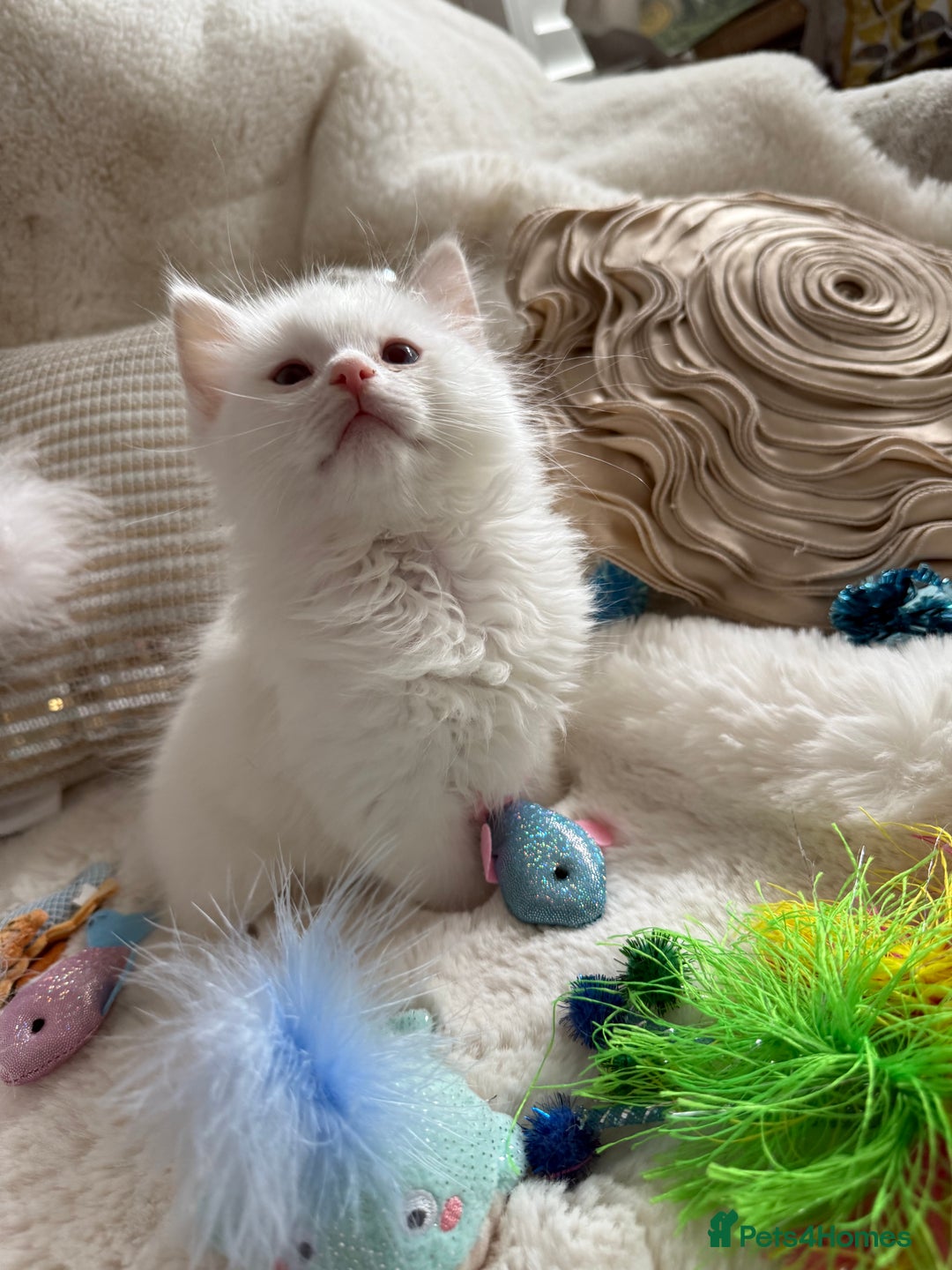 Ragdoll cats for sale: 💙🩷GCCF RAGDOLL KITTENS M&F 9WKS NEUT & SPAYED 🥇 - Image 21