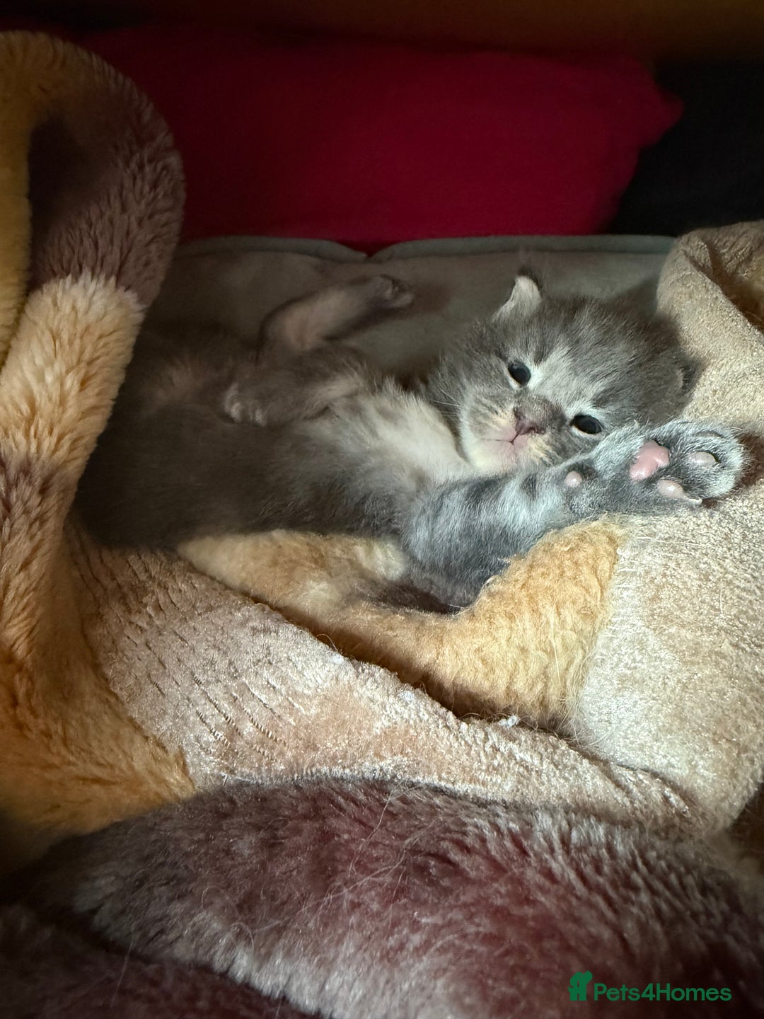 Maine Coon cats for sale: Maine Coon Kittens for sale - Image 13