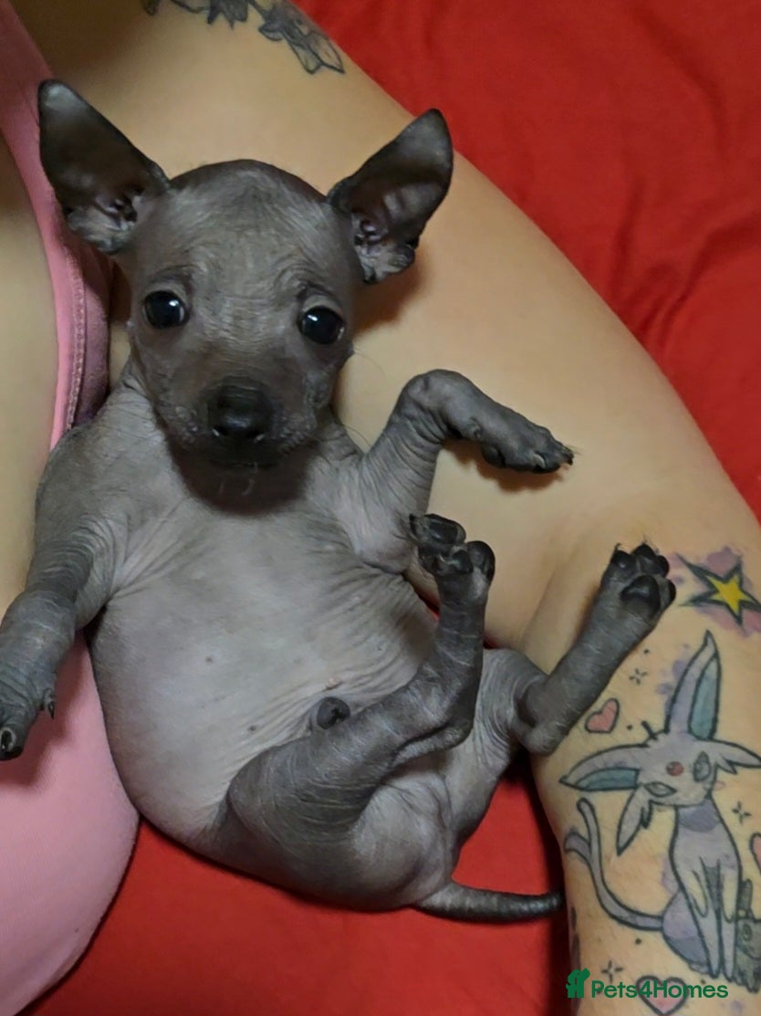 Mexican Hairless dogs Kc registered Xoloitzcuintle miniature puppies  - Advert 1