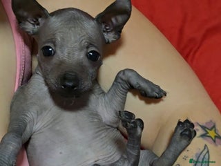 Mexican Hairless dogs Kc registered Xoloitzcuintle miniature puppies - Advert 2