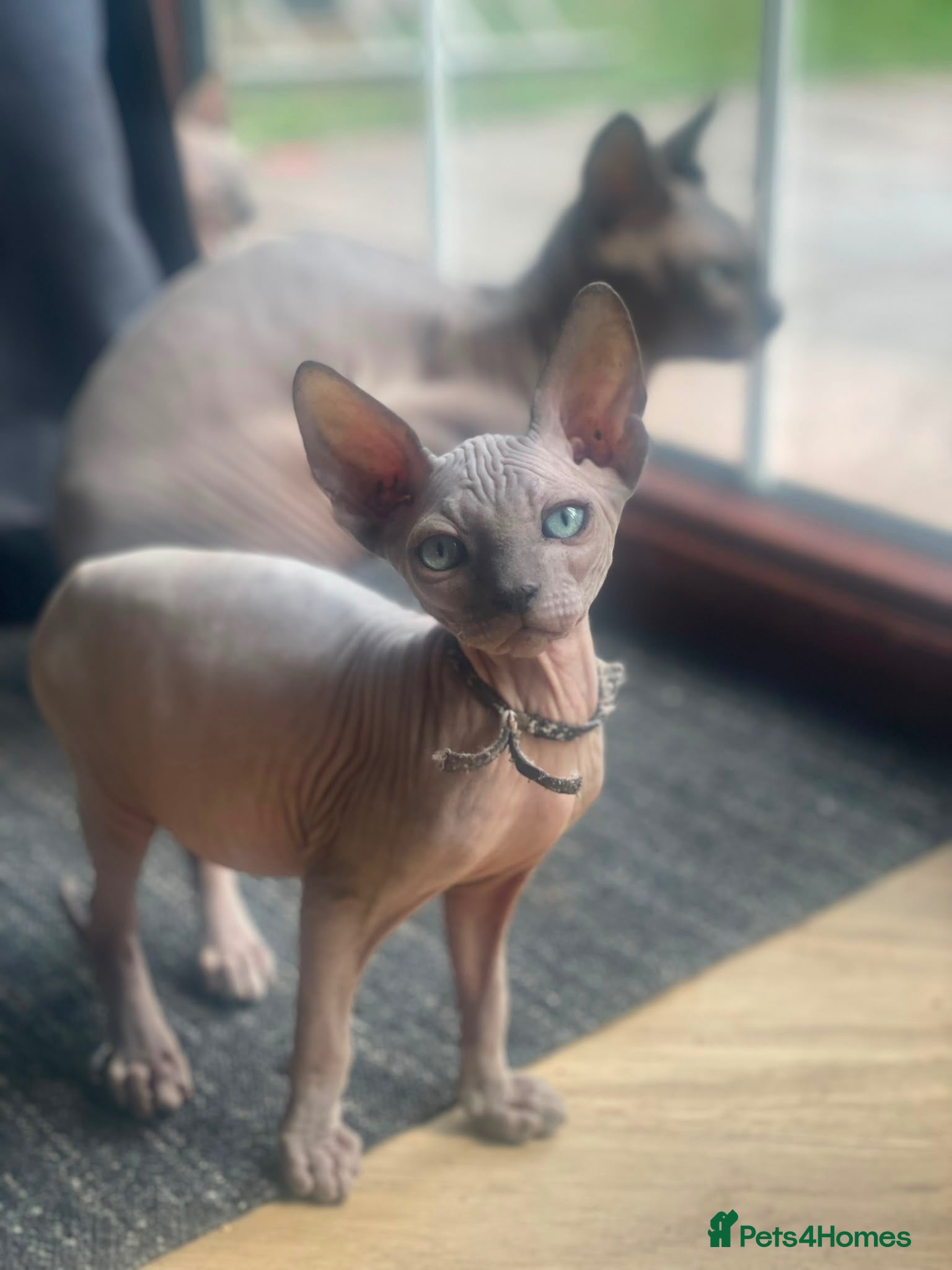 Sphynx cats Beautiful Sphynx kitten - Advert 10