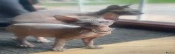 Sphynx cats for sale: Beautiful Sphynx kitten - Advert 1