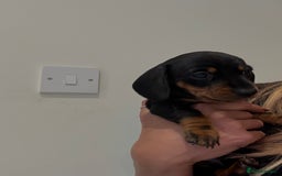 Miniature Dachshund dogs for sale: Gorgeous black and tan miniature dashhound puppies - Image 6