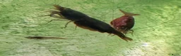 Shrimps fish for sale: Neocaridina Shrimp ♥️🖤🧡  Ramshorn Snails 🩷💙 - Advert 5