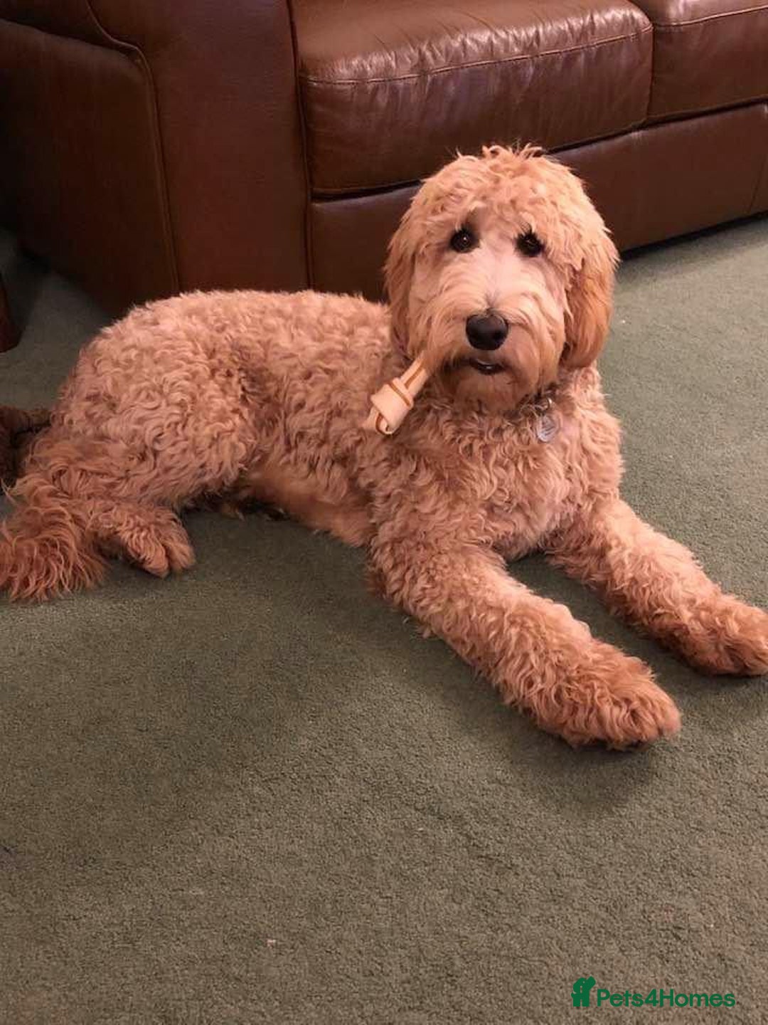 Goldendoodle dogs for sale: Multigenerational Medium Girls Available  - Advert 22