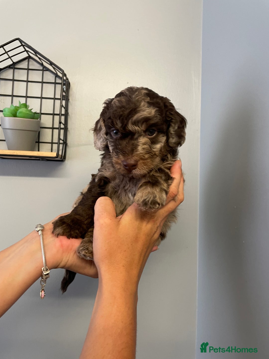 Cockapoo dogs for sale: Cockapoo puppies  - Image 12