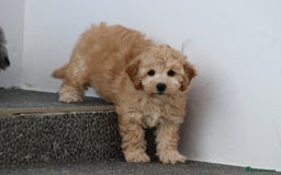 Poochon dogs for sale: F1 Poochon puppies For Sale  - Image 2