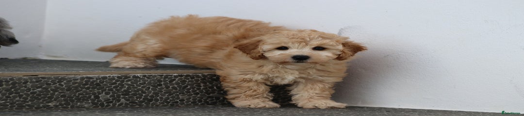 Poochon Puppy 4