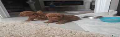 Toy Poodle 1