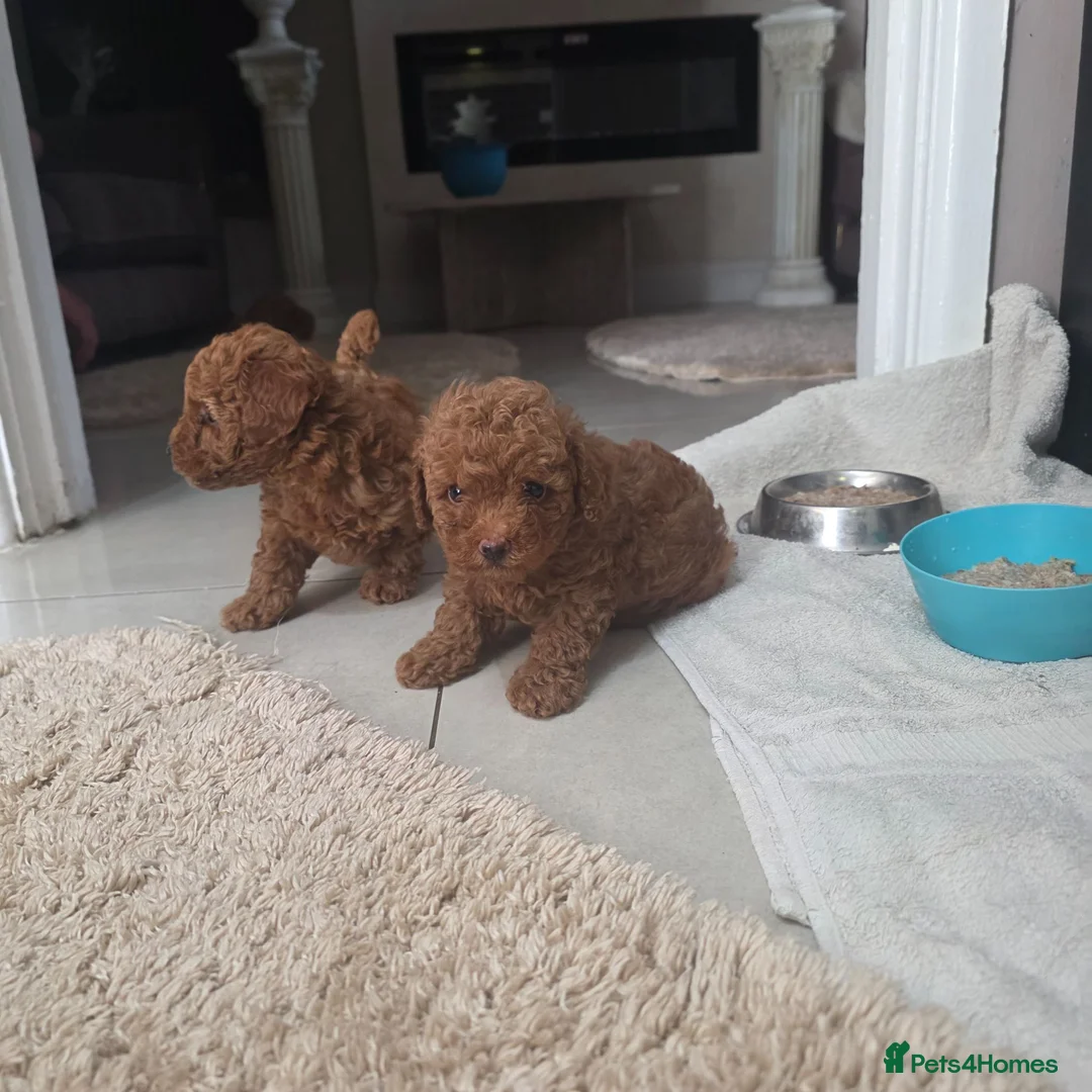 Toy Poodle dogs for sale: Toy poodle - Advert 2