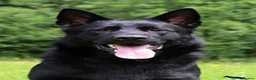 German Shepherd dogs for sale: ELITE KC REG CZECH WORKING LINE GSD PUPPIES 🏆 - Advert 8