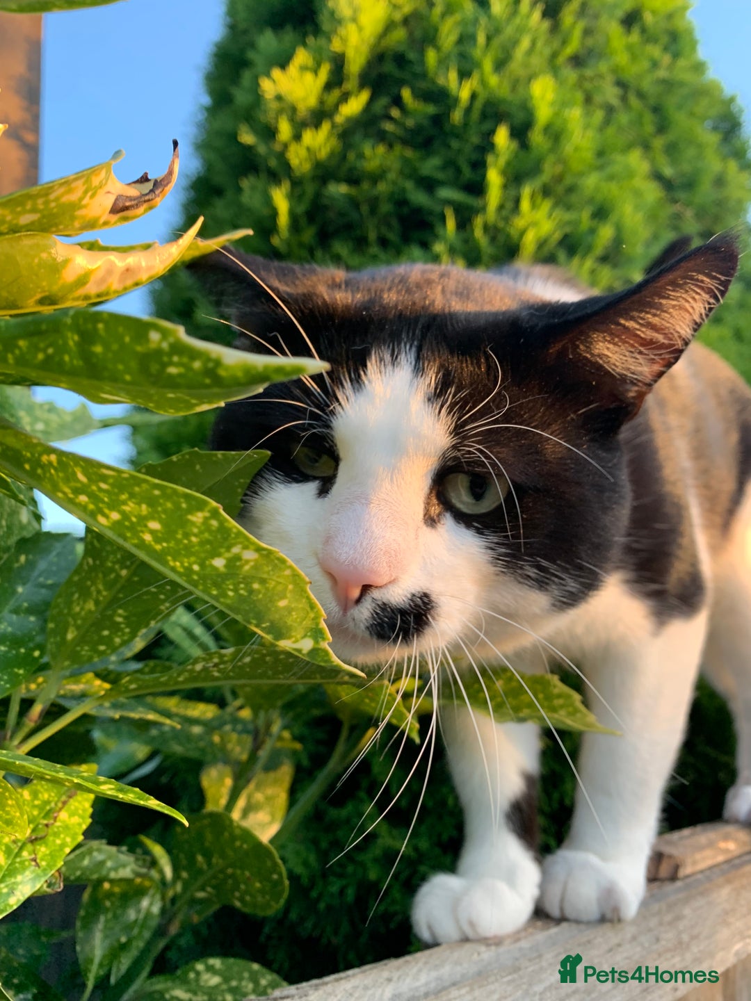 Mixed Breed cats for sale: Tuxedo male - Image 2