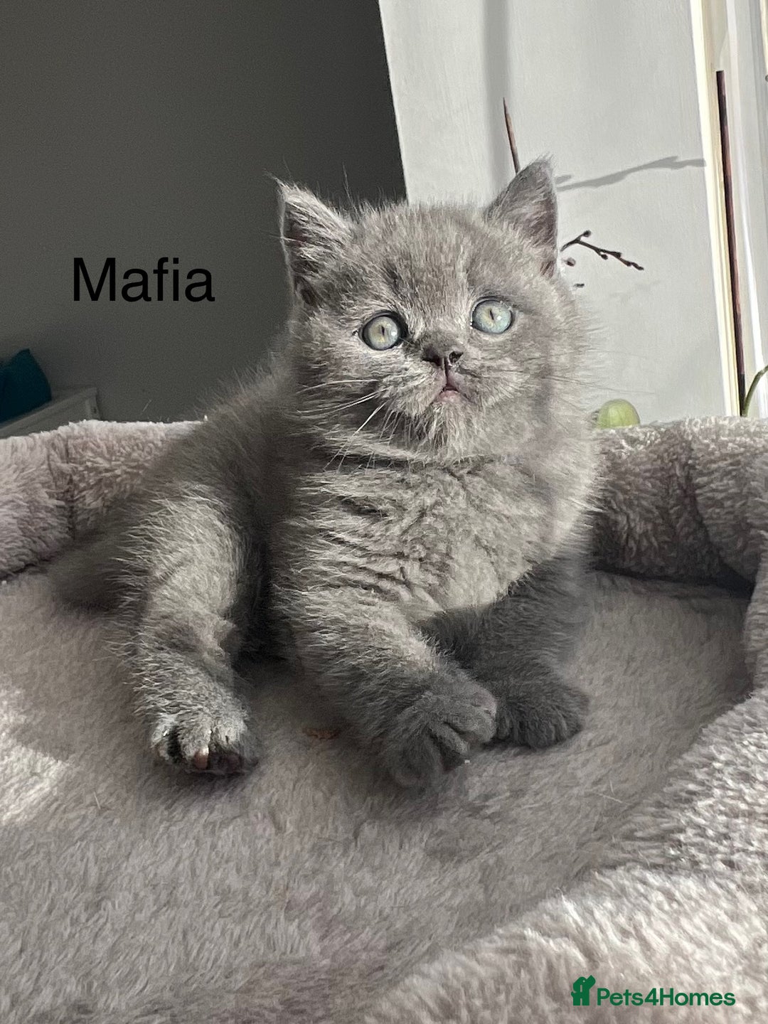British Shorthair cats for sale: GCCF registered British Shorthair kittens  - Advert 3