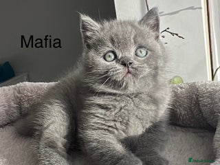 British Shorthair cats GCCF registered British Shorthair kittens - Advert 1