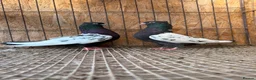Pigeons birds for sale: IMPORTED IRANIAN SINEH PIGEONS - Advert 15