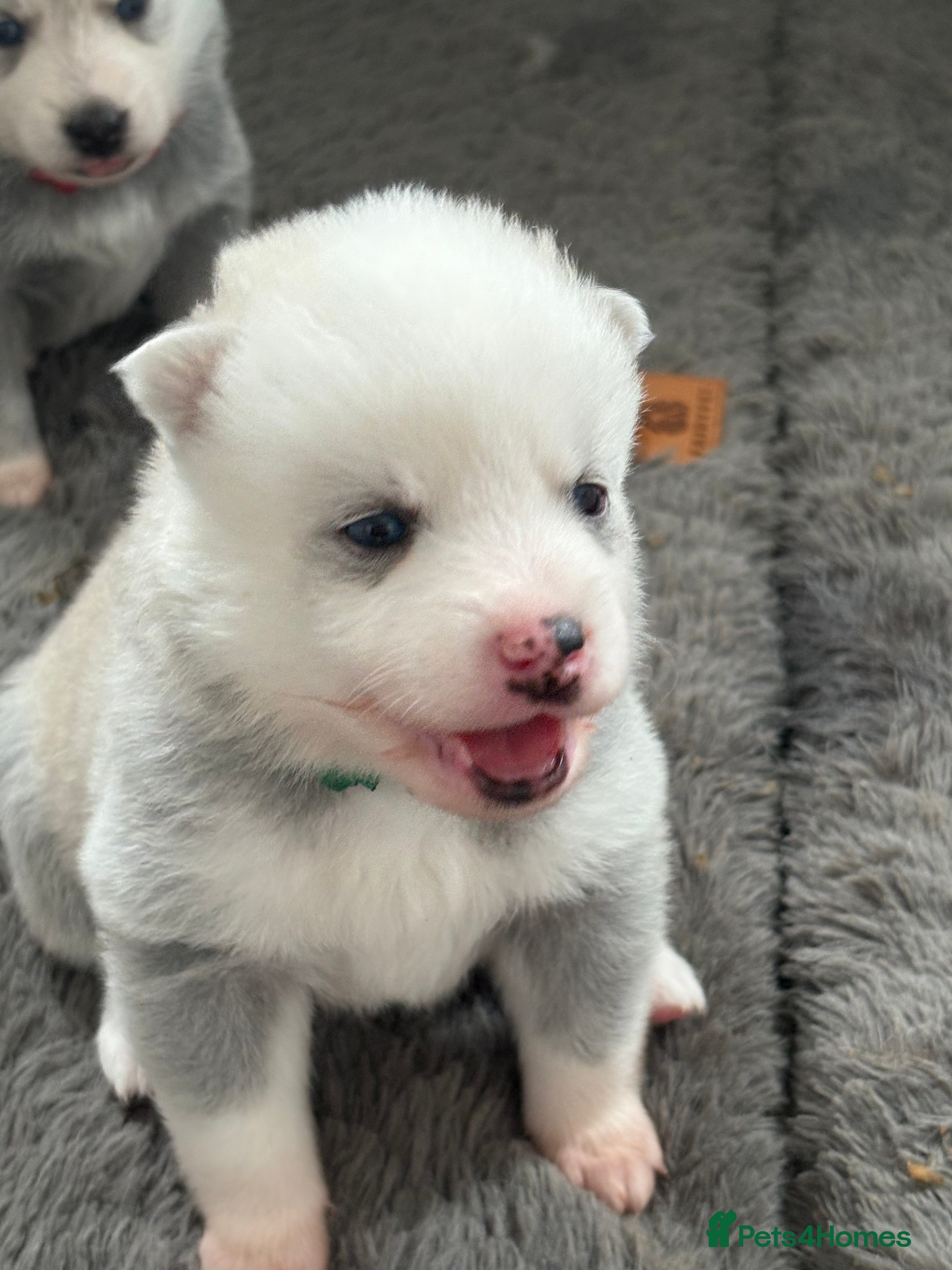 Pomsky dogs F2 Pomsky puppies  - Advert 1