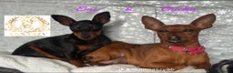 Miniature Pinscher dogs for sale: Pure 100% Miniature Pinscher-Licensed Breeder🐾❤️  - Advert 19