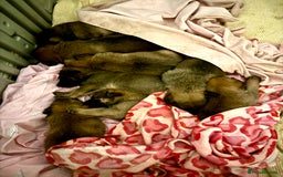 Mixed Breed dogs for sale: 7 German Shepherd & Belgian Malinois Puppies - Image 5